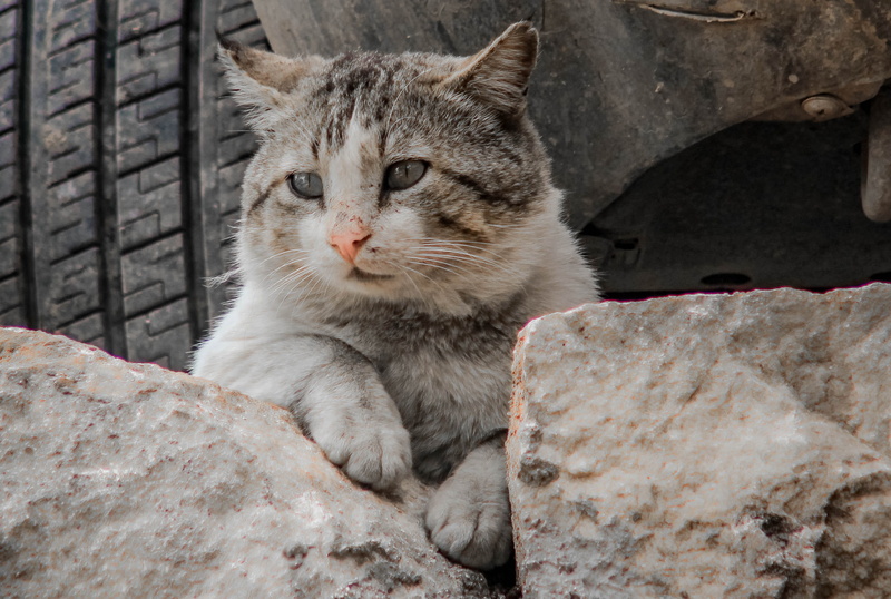 cat, rock, animal themes, nose, whisker, mammal, domestic, fur, pets, animal photography, white, animal, eyes, whiskers, vertebrate, cat face, daylight