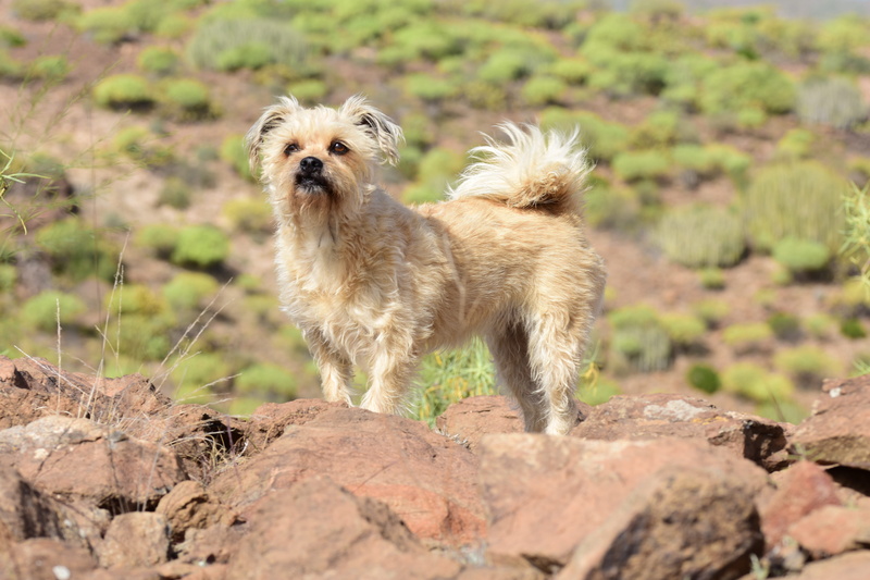 dog, ruffled, cute, one animal, day, canine, animal world, lap dog, nature, spain, stones, wait, selective focus, animal themes, small, animal, shih tzu