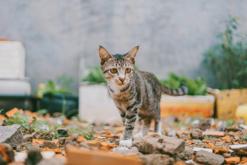 kitten, selective focus, vertebrate, tabby, cat, one animal, photography, young, stones, 5K, standing, pots, looking at camera, cat face, nose, looking