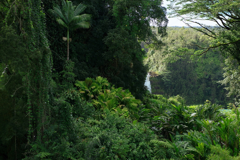 green, jungle, nature, 1080P