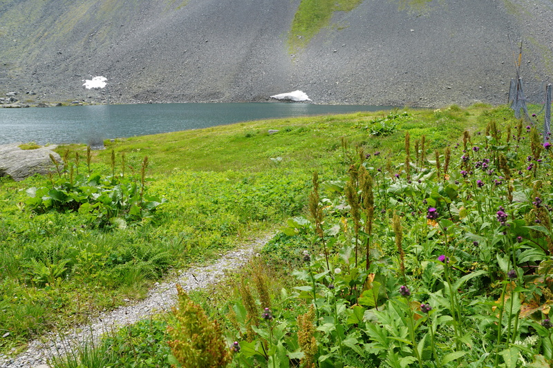 south, transalp, grass, tranquility, tree, beach, green, flüelapass, lake, sea, europe, path, swiss, water, cold, beauty in nature, hike, border, park