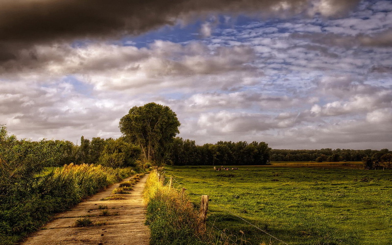 nature and landscapes, trees, path, field, holstein, nature, forest, 1080P, clouds, animals, germany, grass, cows