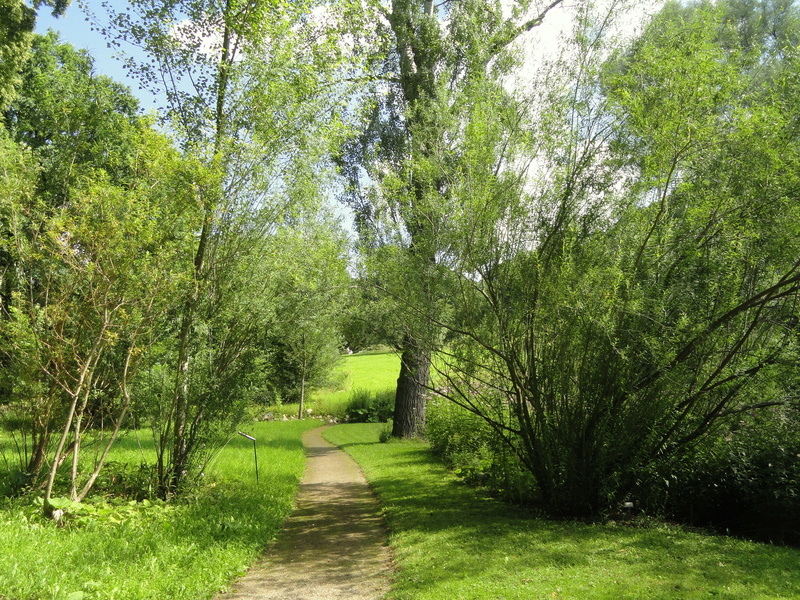 lush foliage, Landscape, summer, beauty in nature, trees, country, tranquil scene, direction, freiburg, scenics - nature, diminishing perspective, Walkway