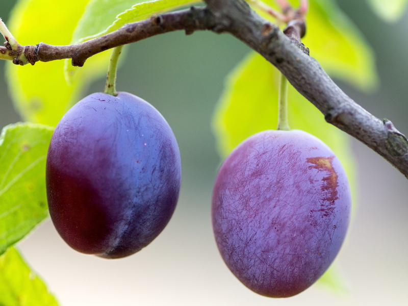 focus on foreground, plant, food, daytime, citrus, branch, trunk, outdoors, purple, 4K, no people, fruit, ripe, wellbeing, plant stem, growth, tree, fruits