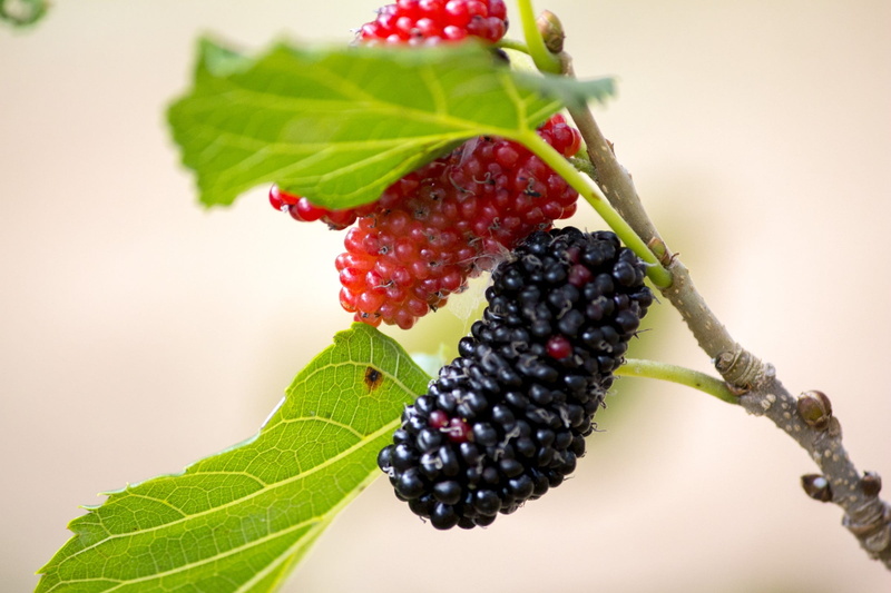 nature, fruit, plant part, 1080P, berry fruit, leaf, black color, blackberry - fruit, black, garden, tree, close-up, mulberry, violet, growth, berry, food