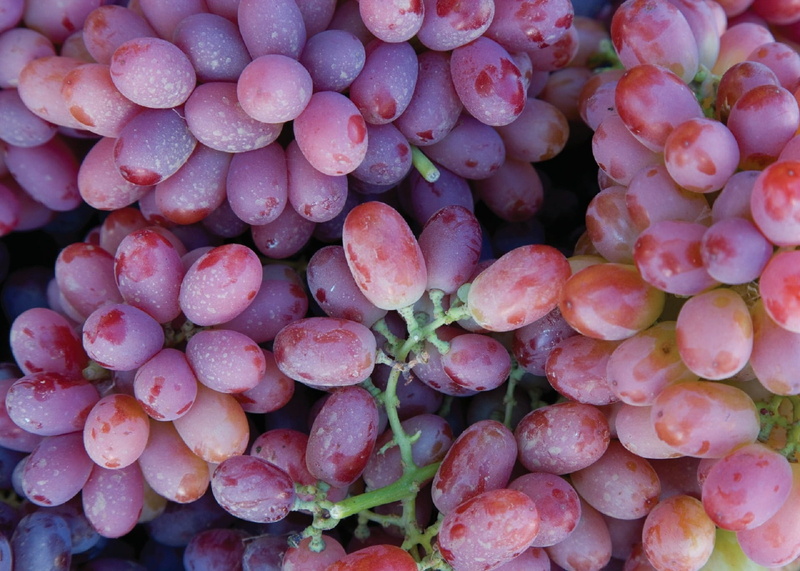 full frame, grapes, still life, harvest, wellbeing, pink color, close-up, grape, purple, growing, food, grapevine, healthy eating, ripe, backgrounds, fruit