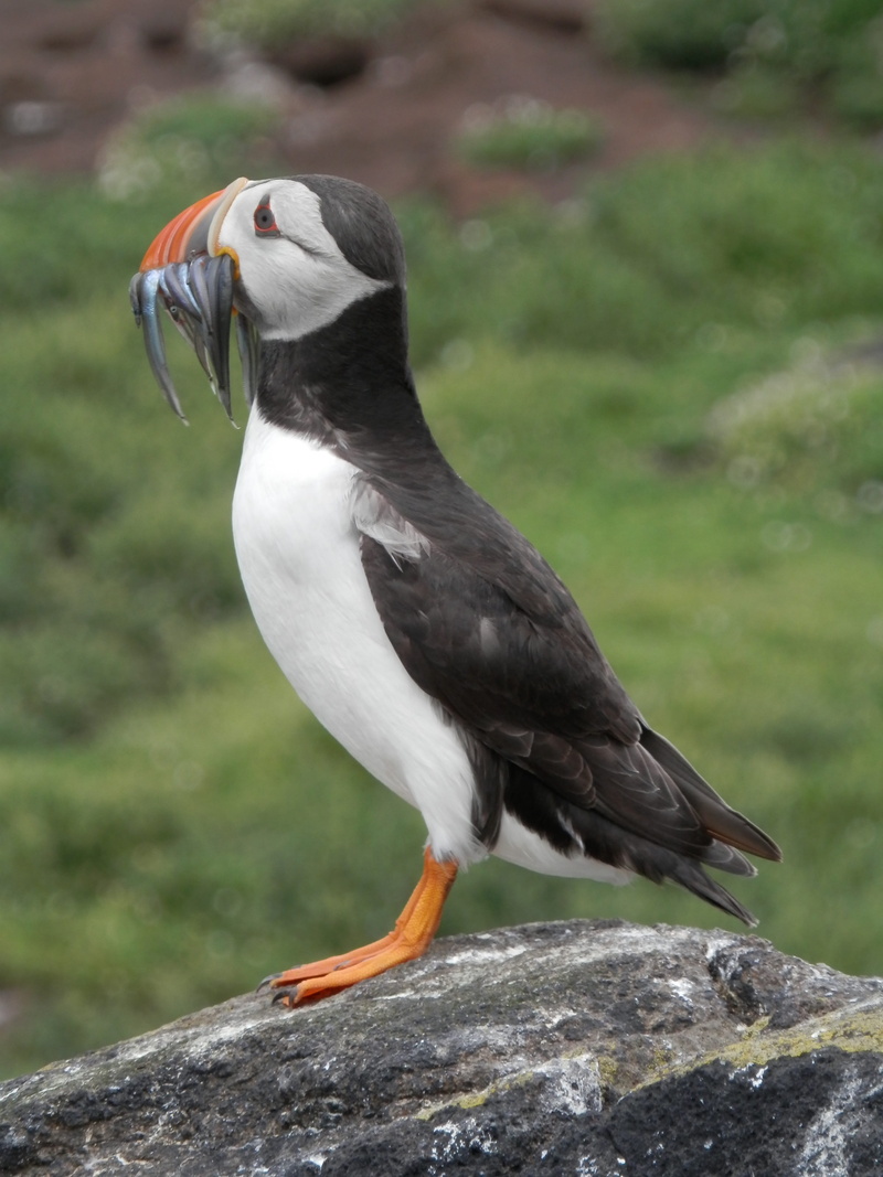 rock - object, close-up, one animal, outdoors, animal wildlife, rock, seabird, perching, bird, 4K, no people, animals in the wild, animal themes, puffin