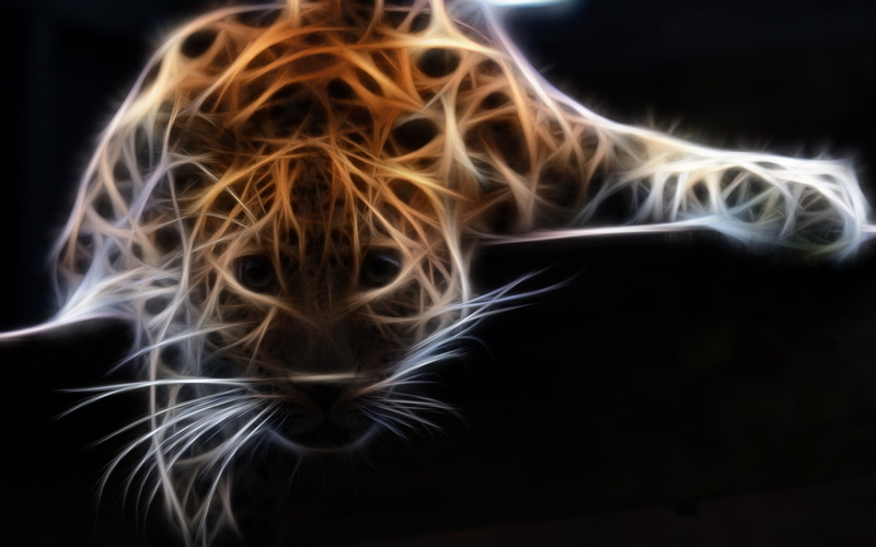 animal body part, warning sign, leopard, no people, wildlife, studio shot, communication, one animal, motion, sign, fire, fire - natural phenomenon, nature