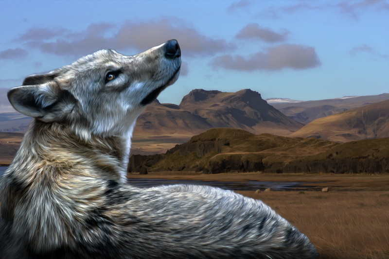 eyes, animal wildlife, sky, mountains, image editing, mammal, one animal, side view, pets, no people, mountain range, wolf, looking, landscape, 4K, animal themes