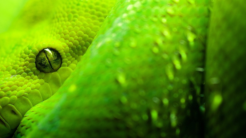 grass, spring, tropical rainforest, nature, close-up, grow, digital, animal head, flora, reptile, texture, freshness, leaf, light, animal eye, growth, plant