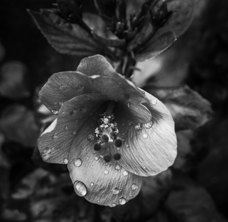 petals, nature, photo, inflorescence, dew, vulnerability, water drops, flower, petaled, grayscale, flora, outdoors, monochrome photography, black-and-white