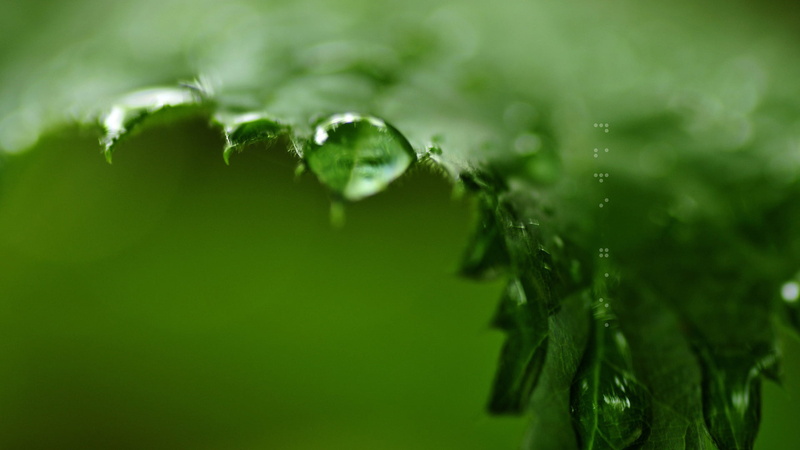 day, close, selective focus, natural, transparent, leaves, blade, wet, growth, garden, close-up, bright, texture, lawn, nature, green color, summer, droplet