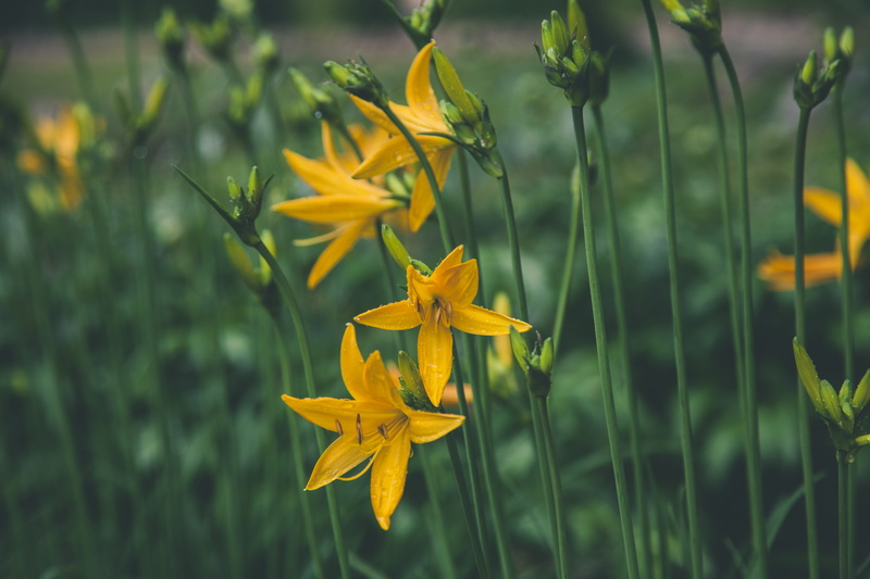 flower head, color, close-up, beauty in nature, natural, petal, droplets, focus, drops, growth, vulnerability, nature, selective, flower, focus on foreground
