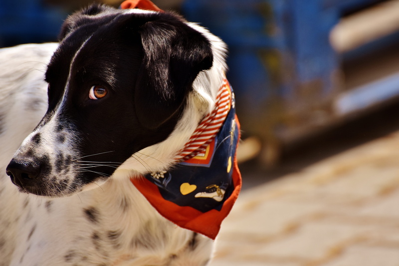 cute, no people, black, day, focus on foreground, face, vertebrate, animal head, outdoors, pets, border collie, looking, animal portrait, animal themes