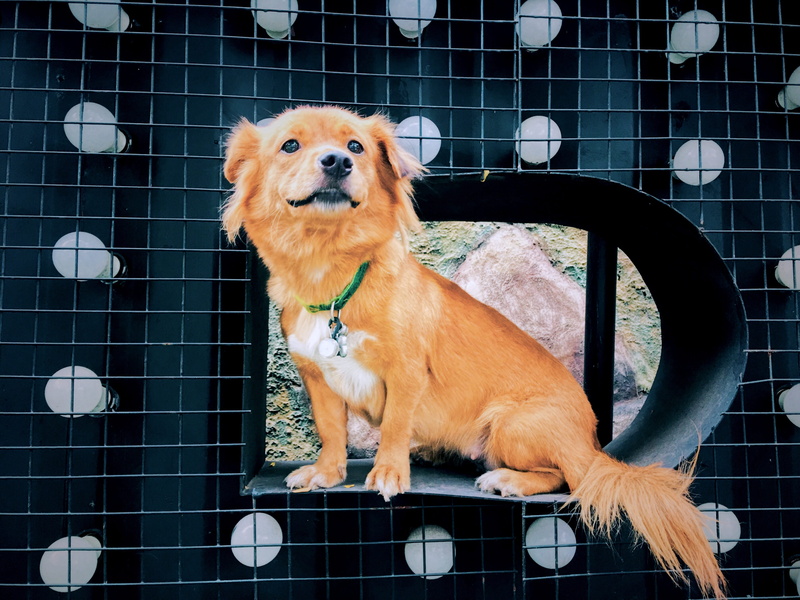 dog collar, dog, light bulbs, animal themes, looking at camera, brown, day, animals in captivity, canine, black, portrait, white, short, vertebrate, no people