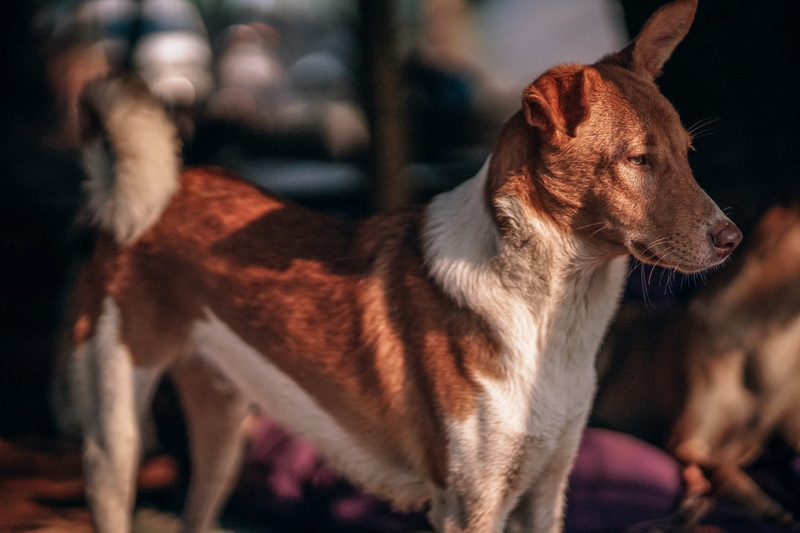 ears, pets, no people, eyes, fur, animal photography, standing, animal head, sunny, purebred dog, short, bright, whiskers, medium, canine, animal body part