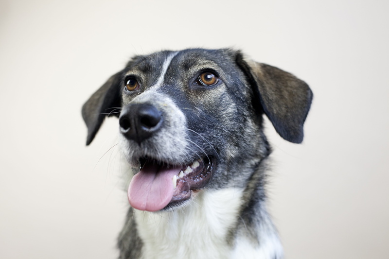 expectant, portrait, close-up, animal tongue, closeup, no people, mouth open, purebred dog, dog, snout, dog head, face, coated, eyes, hybrid, animal nose