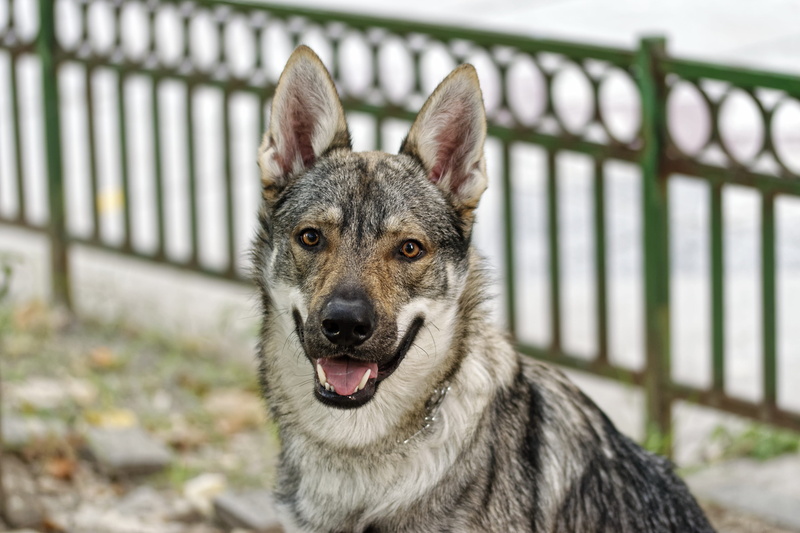 alert, railing, 4K, animal photography, looking at camera, portrait, selective, photo, short, outside, domestic, cute, mammal, urban, outdoors, park, canine
