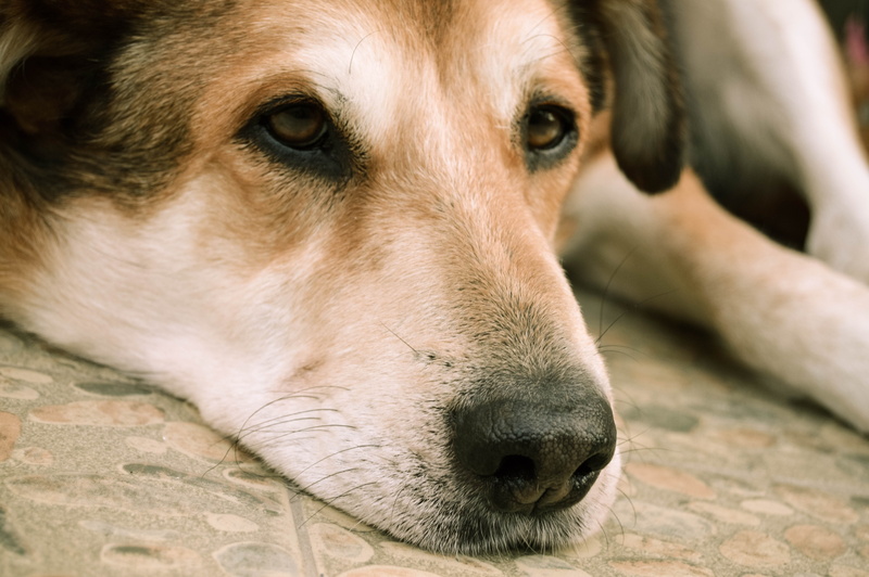 medium, relaxation, size, whisker, 5K, pet, short, domestic animals, hound, eyes, focus on foreground, animal themes, close-up, black, portrait, animal body part