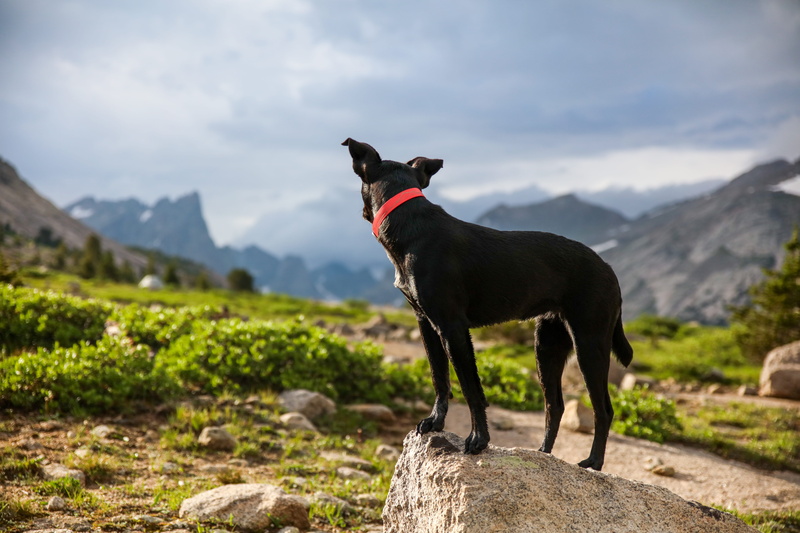 mood, mans best friend, looking out, nature, grass, cloud - sky, animal, 8K, one animal, mammal, view, light, canine, day, mountain, pet, outdoor, medium