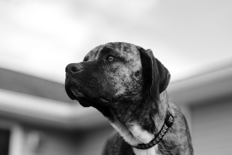 mammal, canine, focus on foreground, fur, pet, one animal, looking, animal themes, pip, coated, dog, eye, grayscale, purebred dog, domestic animals, pets