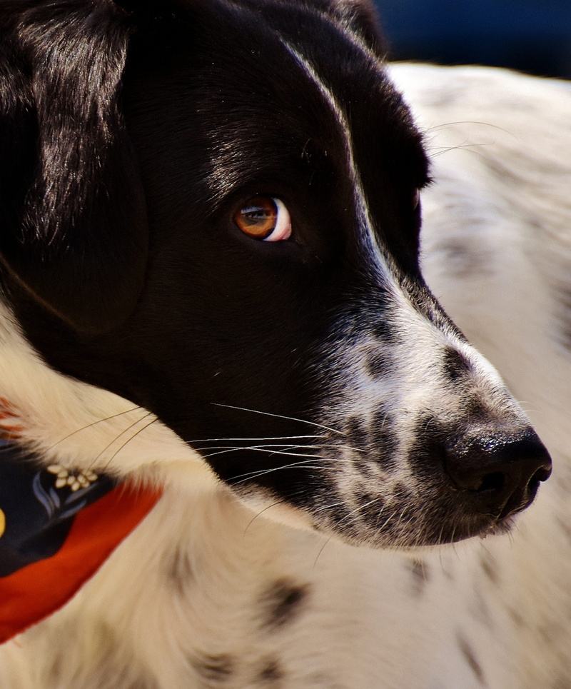 animal body part, cute, medium, close-up, looking away, vertebrate, pets, focus, animal nose, animal, canine, quadruped, short, profile view, pet, black