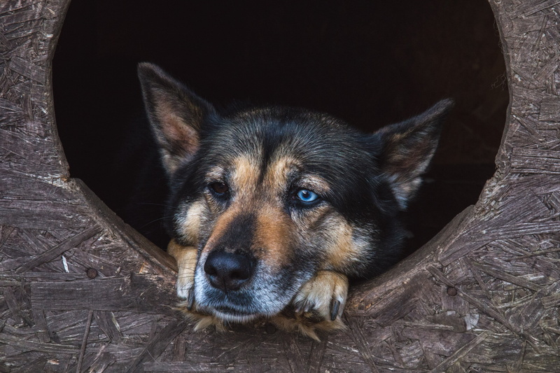 lying down, pet, portrait, focus, funny, canine, blue eye, pets, tube, black, tan, mammal, dog, photo, inside, adorable, purebred Dog, coated, animal body part