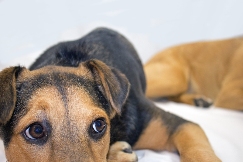 short, domestic, german shepherd, portrait, animal head, no people, pets, 5K, bed, focus on foreground, shepard mix, white, close-up view, small, tan