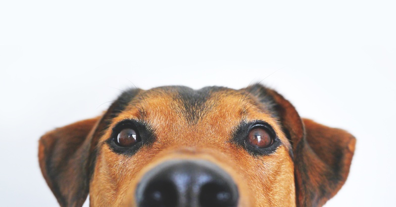 studio shot, dog eyes, portrait, close, german shepherd, funny, expression, animal, puppy, dear, animal eye, brown eyes, domestic, purebred Dog, coated