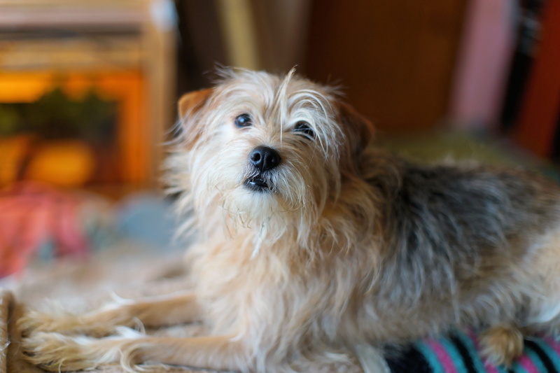 fur, animal, animal head, one animal, mood, dog look, looking at camera, Pet, domestic, attention, dog snout, prone, black, friendly, Dog, no people, Female