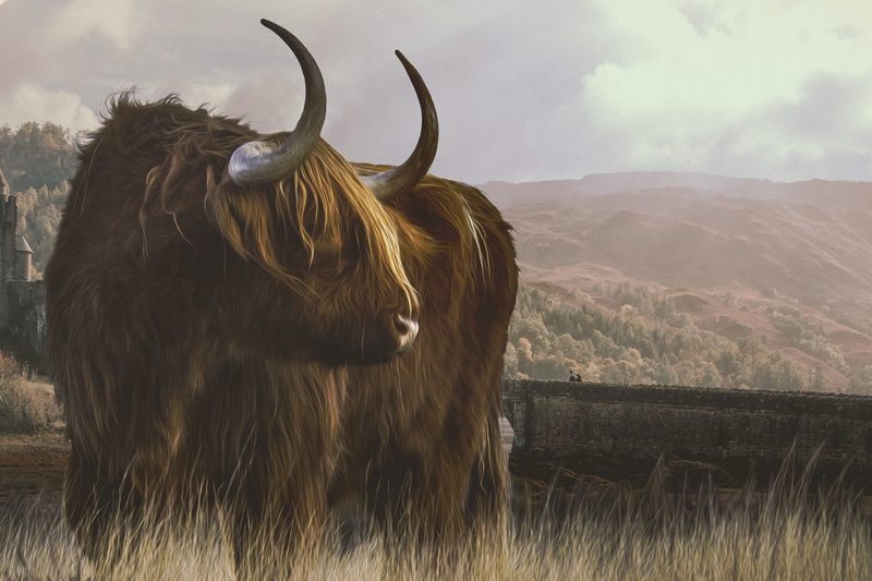 animal hair, pets, horns, livestock, animal, image editing, scotland, domestic, animal wildlife, one animal, cattle, 5K, land, highland beef, cloud - sky