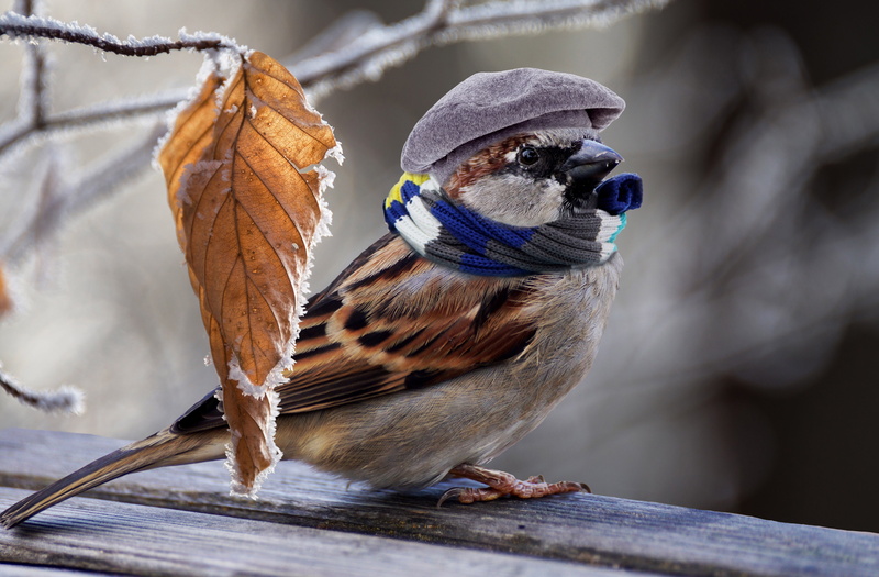 emotions, 5K, one animal, winter motif, brown, sparrows, composing, animals in the wild, cold temperature, ze, nature, sparrow, winter, emotional, image editing