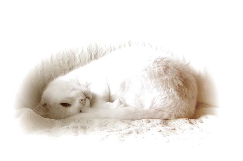 cut out, no people, white, eyes closed, black and white, studio shot, vertebrate, dog, view, relaxation, mammal, indoors, white background, animal themes