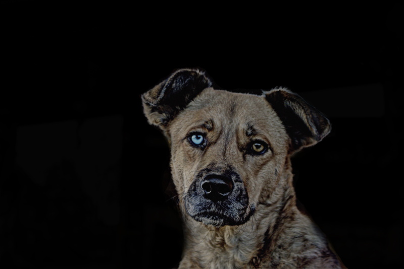 pets, blue, medium, mammal, animal portrait, wildlife photography, animal body part, one animal, photo, animal, brown, coated, head, studio shot, dog portrait