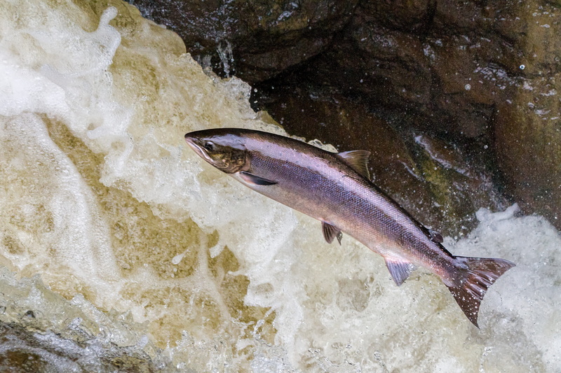 marine, high angle view, sea, scotland, day, outdoors, no people, salmon, animal themes, one animal, waterfront, nature, animal, sea life, 2K, waterfall