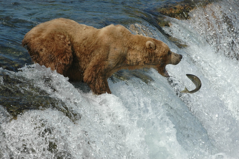 fish, 2K, river, bear, salmon