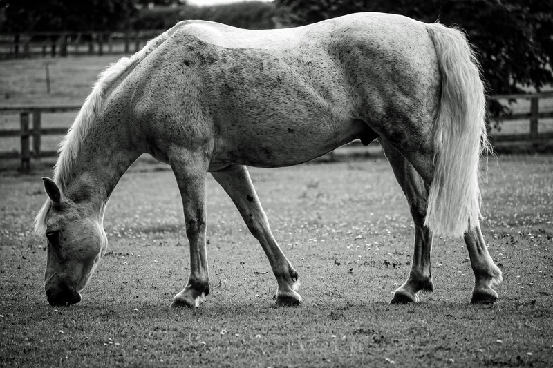 day, animal family, nature, 1080P, farm, animal, ranch, one animal, herbivorous, no people, domestic, photo, black and white, land, animal themes, vertebrate