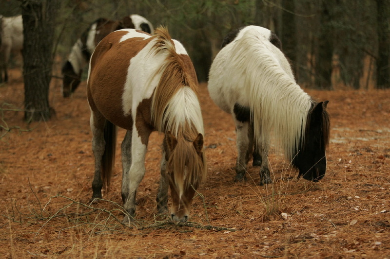 plant, domestic animals, standing, agriculture, Ponies, pasture, domestic, Grazing, virginia, Wild, small, livestock, land, day, herbivorous, rural Scene