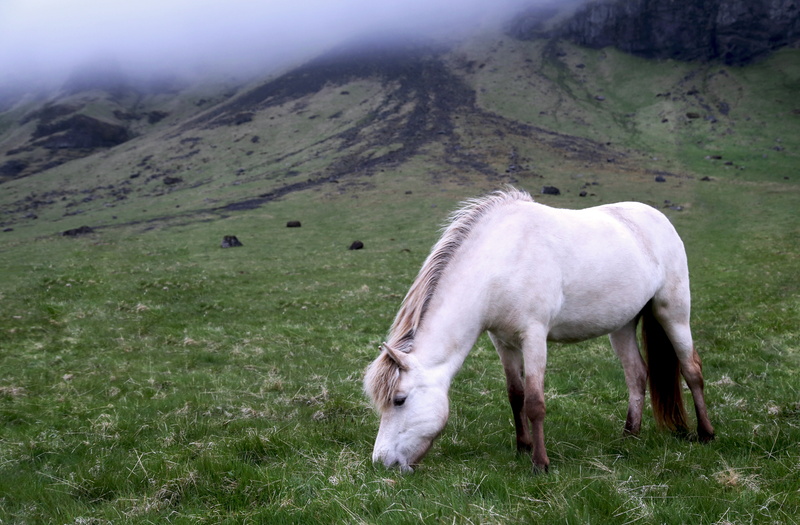 animal wildlife, mountain, 5K, farm, horse, field, herbivorous, white, grazing, landscape, land, no people, plant, one animal, nature, vertebrate, animal themes