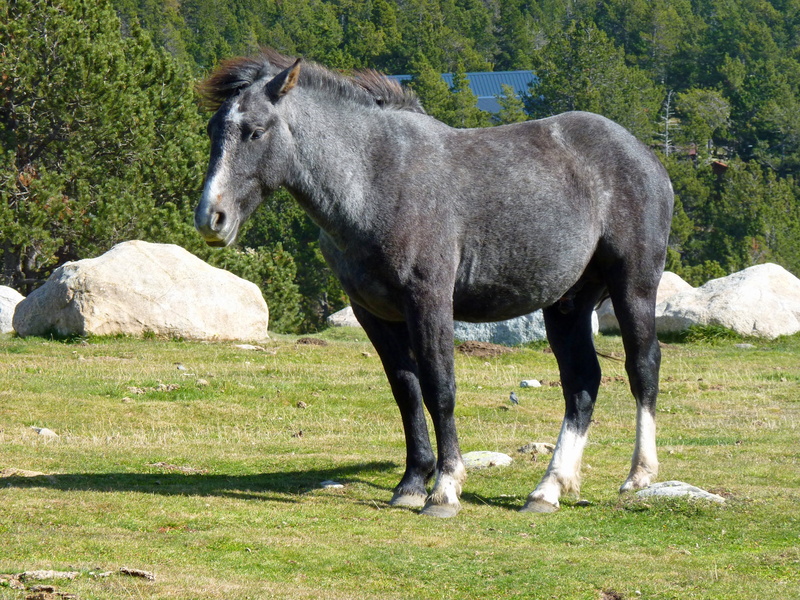 green color, no people, animal wildlife, livestock, animal, foal, plant, gray, horse, pets, animal themes, green, pastures, prairie, one animal, mammal