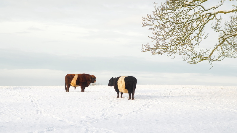 daytime, herbivorous, animal wildlife, landscape, mammal, cattle, brown, cattles, animals in the wild, no people, black, vertebrate, tree, beauty in nature
