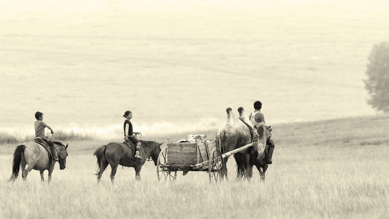 group of people, horses, steppe, family, nature, vertebrate, group of animals, field, real people, domestic animals, grass, domestic, men, 2K, roaming