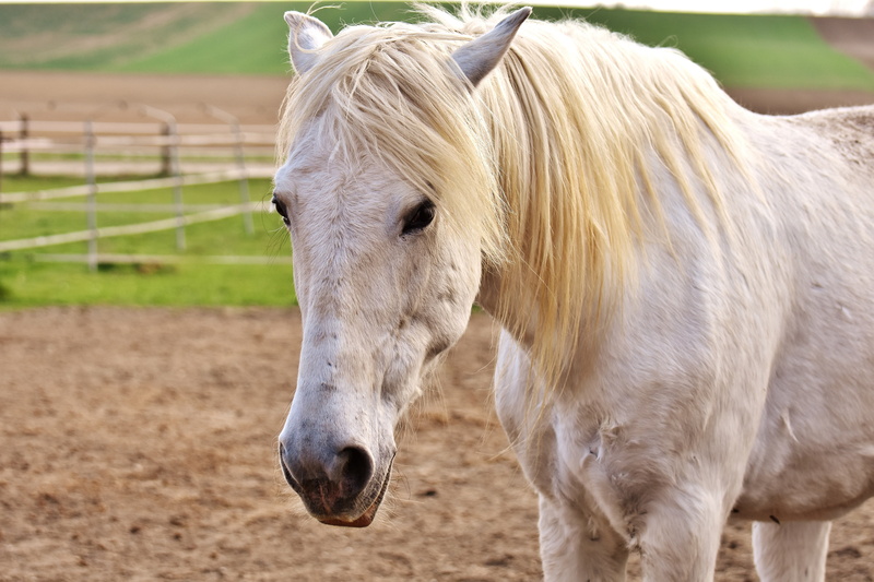 animal, land, close-up, livestock, landscape, outdoors, reiterhof, focus on foreground, closeup, no people, animal wildlife, horse head, domestic, herbivorous