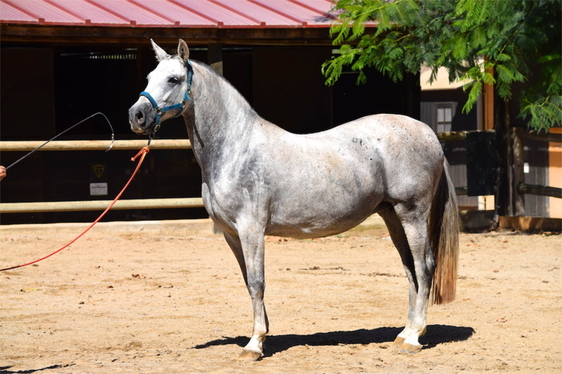 sport, andalusian, domestic animals, mare, day, no people, animal, domestic, vertebrate, prehorse, spanish, stallion, andalusian horse, standing, one animal