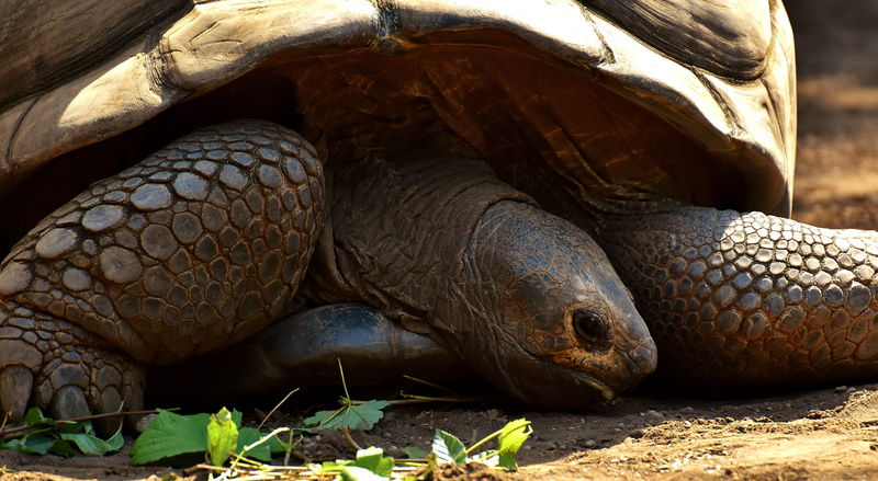 Panzer, Zoo, Giant Tortoises, vertebrate, galápagos giant tortoise, animal, turtle, outdoors, tierpark hellabrunn, one animal, tortoise shell, animal head