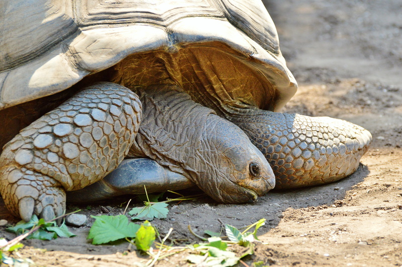 Reptile, crawling, animal scale, Tortoise, land, panzer, tierpark hellabrunn, creature, animals in the wild, nature, field, animal themes, vertebrate, one animal