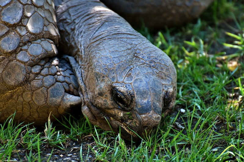 animal wildlife, turtle, close-up, animal head, armored, animals in the wild, one animal, galápagos giant tortoise, vertebrate, field, Animal, day, tortoise