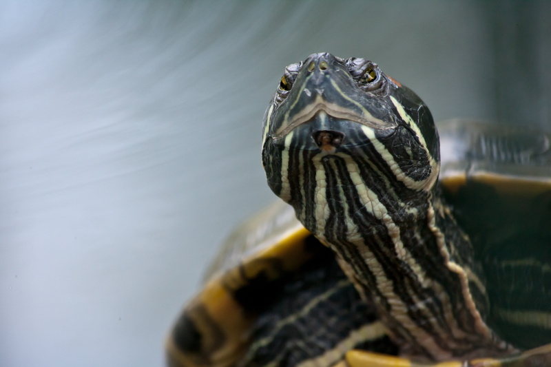 creature, animal head, one animal, water creature, mouth open, vertebrate, reptile, animals in the wild, tortoise, animal wildlife, panzer, animal Shell
