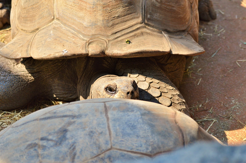 day, tierpark hellabrunn, animal body part, one animal, animal, outdoors, armored, 5K, animal wildlife, panzer, Reptile, marine, close-up, Turtle, tortoise shell