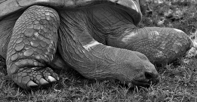 creature, herbivorous, armored, tortoise shell, animal wildlife, outdoors, land, animal body part, tierpark hellabrunn, grass, no people, reptile, animal leg